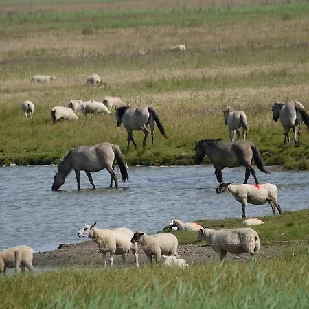 Wattenblick * Бюзум