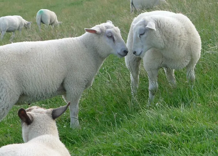 Wattenblick Appartement *